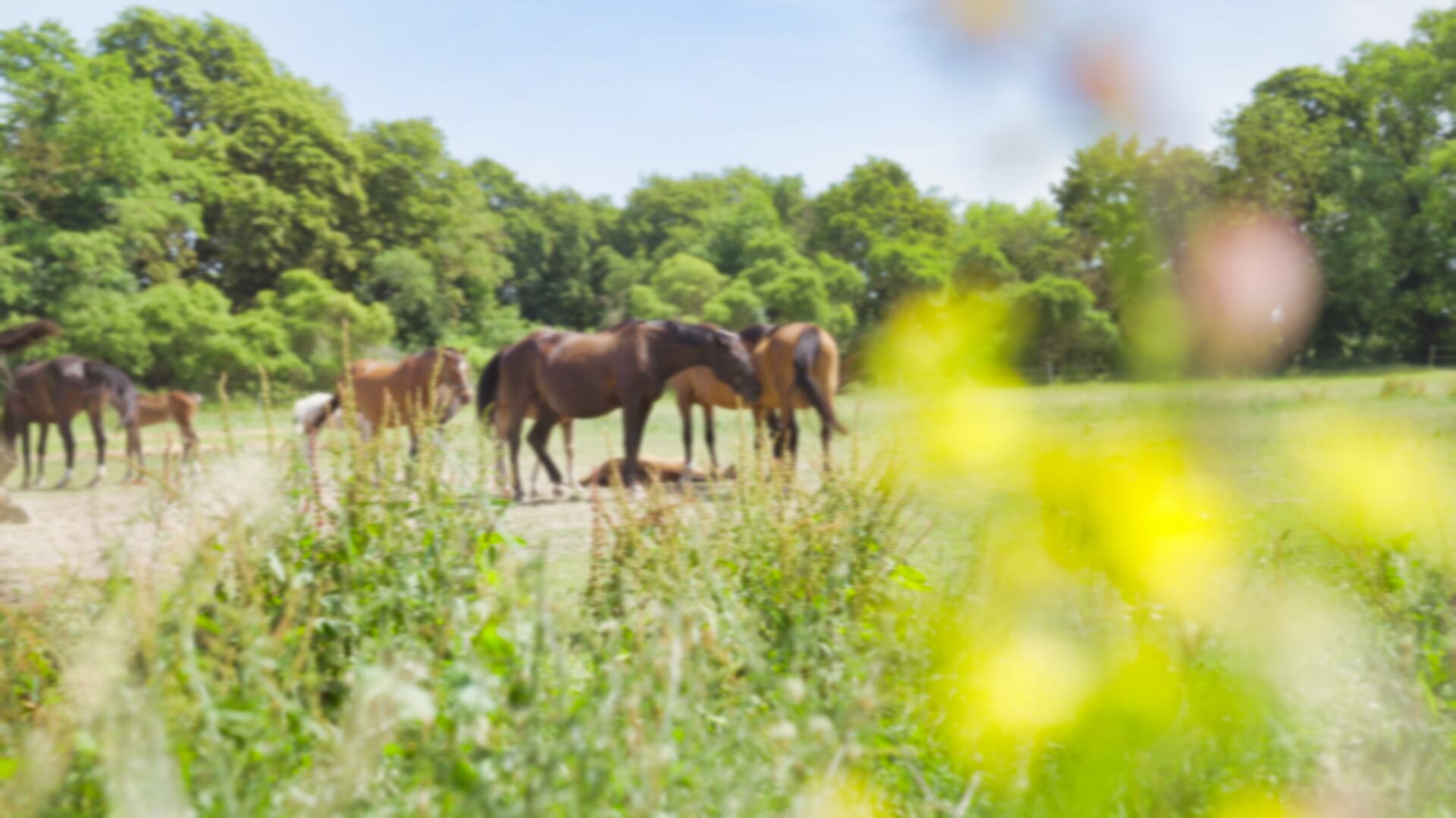 gutlebenbillberge_sc_blur1 (3)